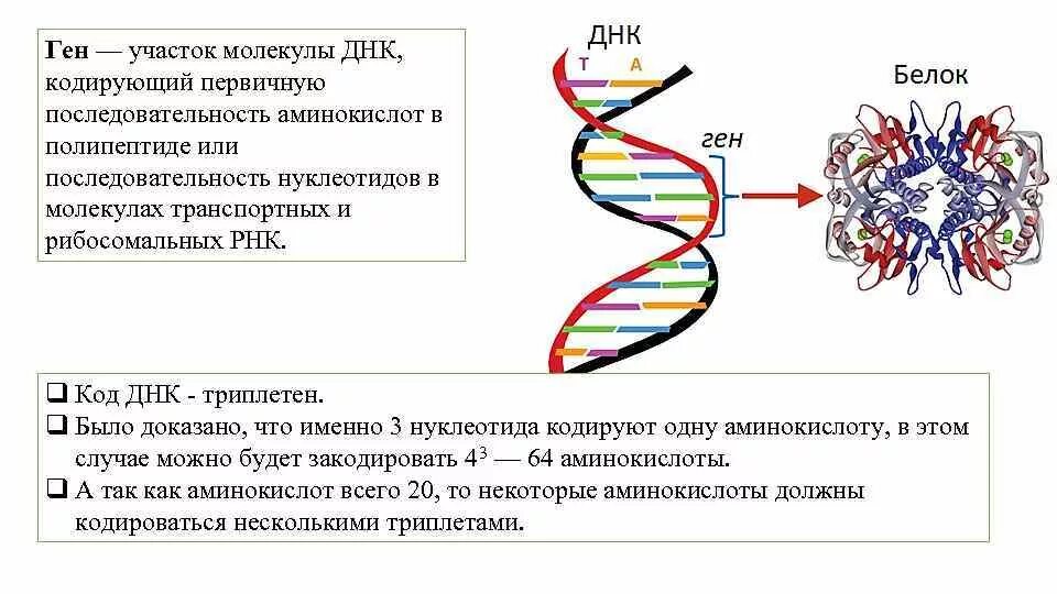 Геном называют. Ген код и РНК. ДНК ген белок. Ген это участок молекулы ДНК. Строение молекулы ДНК ген.