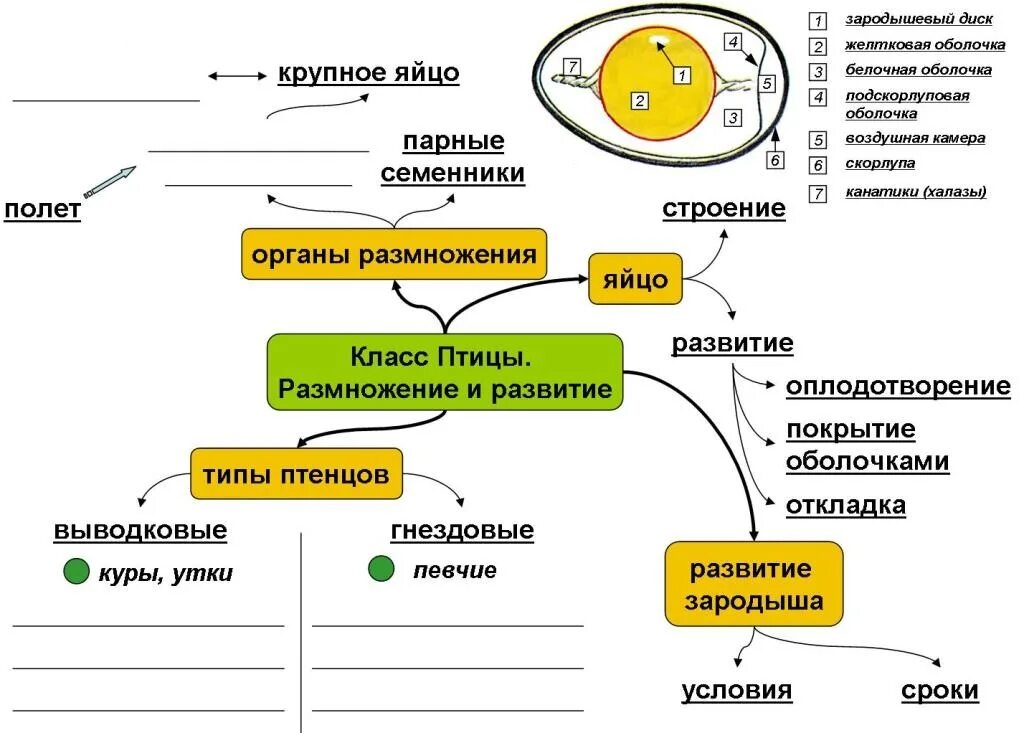 Опорные конспекты по биологии. Опорные схемы конспекты по биологии. Опорный конспект птицы биология. Опорные конспекты по теме класс птицы.