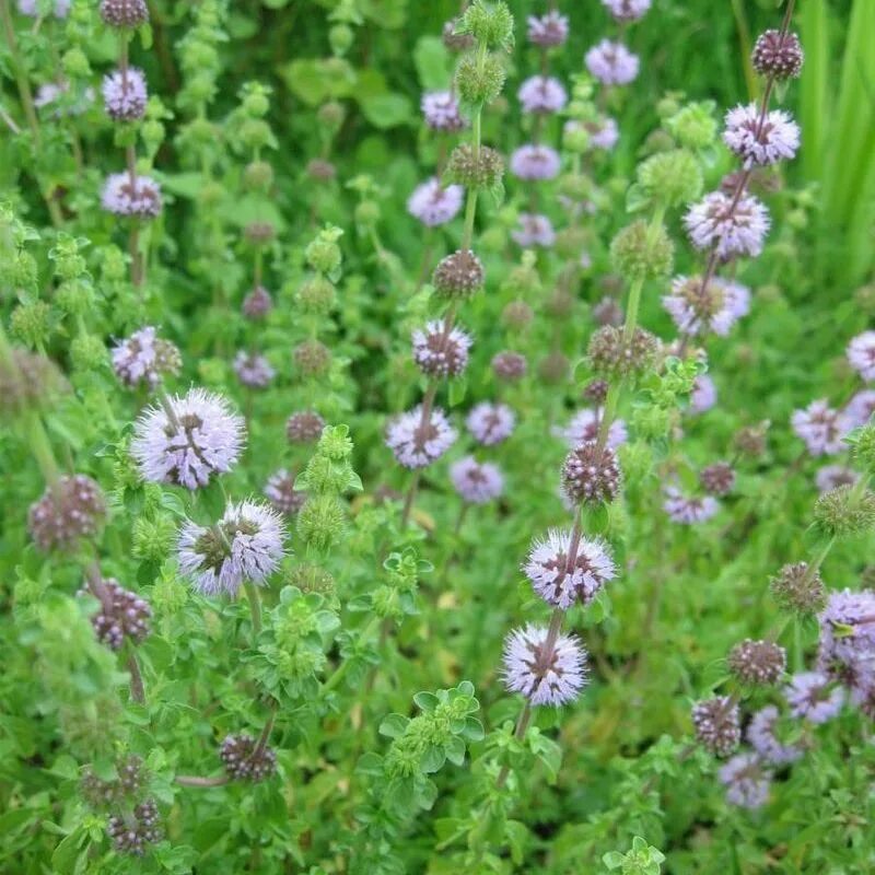 Пеннироял. Mentha pulegium. Мята Пеннироял. Рута Лаванда ноготки Пеннироял колеус канина лимонный тимьян. Yarpiz фото.