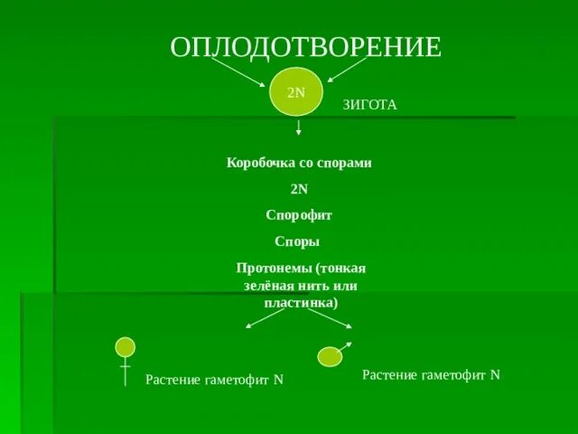 Протонема мха зеленая нить. Протонема спорофит спора зигота. Зеленая нить протонема. Спора делится на протонему и. Тонкая зеленая нить (протонема).