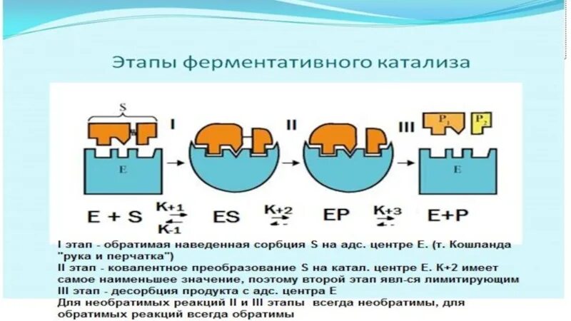 Катализ ферментов. Механизм действия ферментов: этапы ферментативного катализа. 3. Теоретические основы ферментативного катализа.. Схема ферментативного катализа. Этапы ферментативного катализа биохимия.