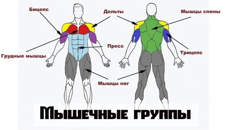 Как распределить группы мышц на неделю. Группы мышц. Основные группы мышц. Основные группы мышц схема. Крупные группы мышц.