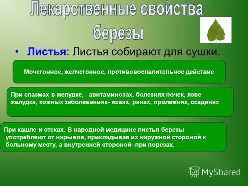Свойства березовых листьев. Лечебные свойства березы. лекарственные свойства березы. целебные свойства березы. лечебные свойства березовых листьев.