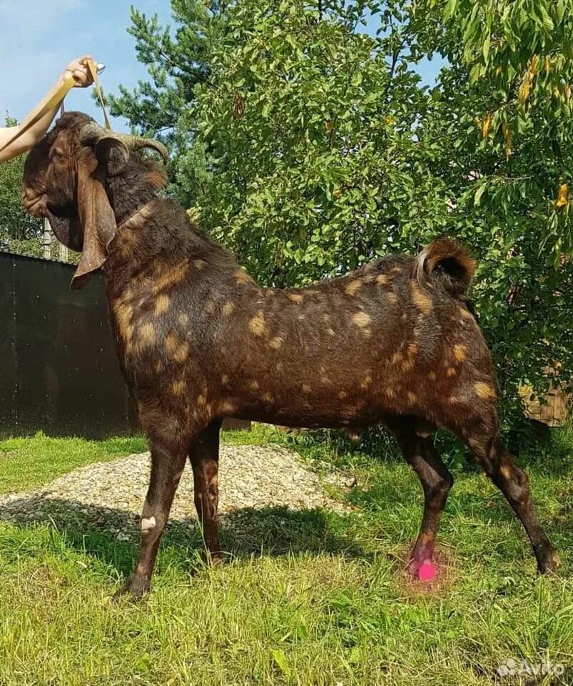 Авито камори. Камори- нубийские. Козы породы Камори. Нубийские козы Камори. Дамасская коза Шами.