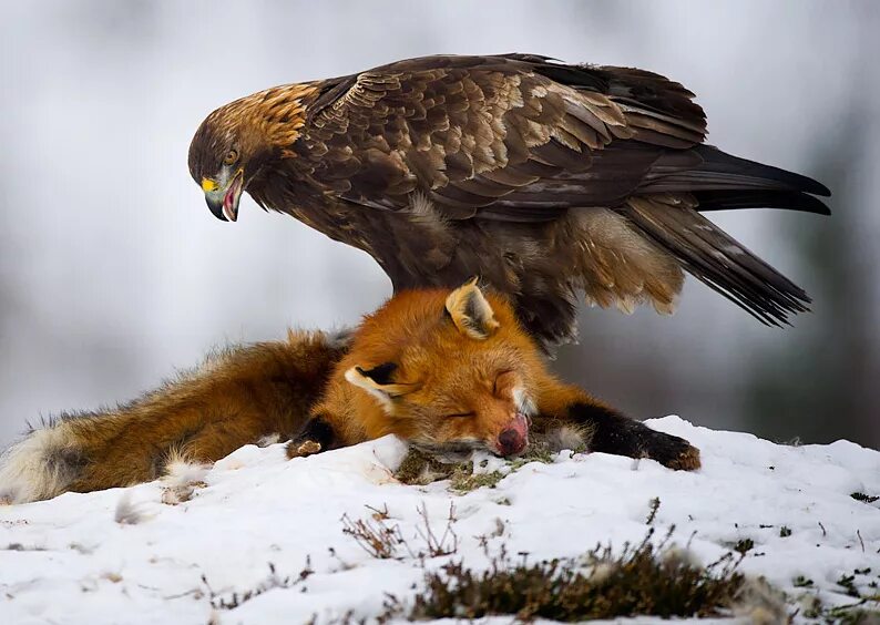 Орел Беркут. Птенец Беркута. Беркут vs Орел. Орел Беркут птенцовая птица. Fox cock
