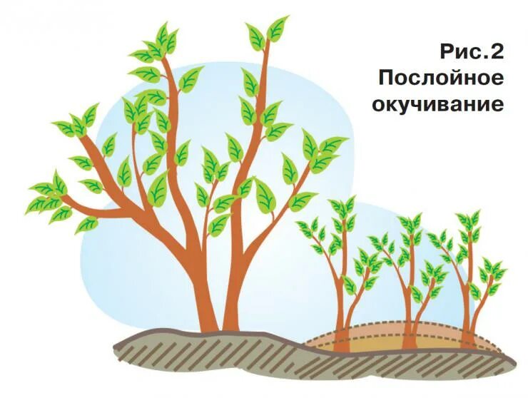 Размножение деревьев и кустарников