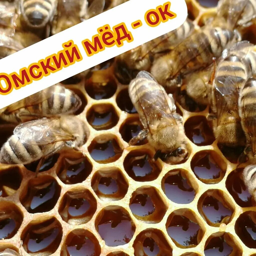 Пасека в Омске. Порода пчел с коричневыми полосками. Пчеловодство. Пчеловодство в Омске. Телефоны магазинов пчеловодства