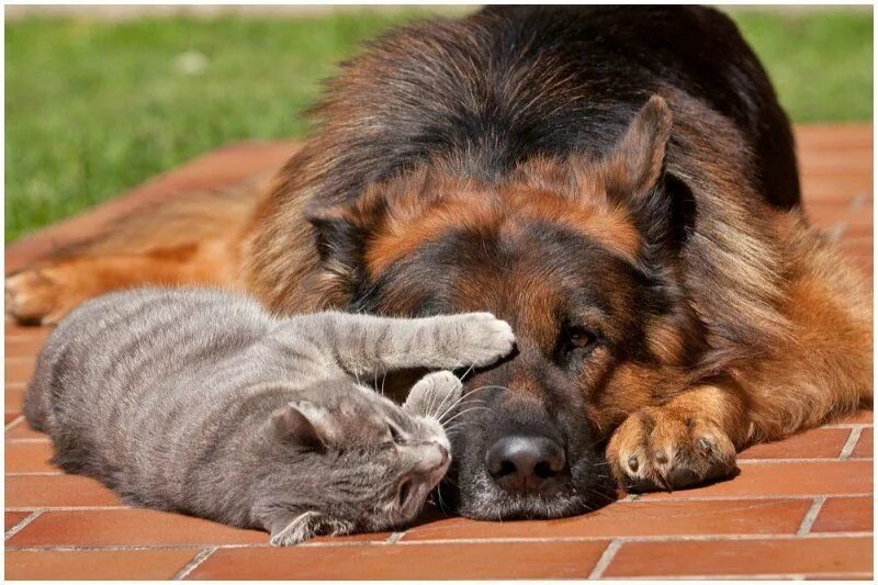 Где кошка собака. Немецкая овчарка и кошка. Дружба кошки и собаки. Большая собака и котенок. Овчарка и кот дружат.