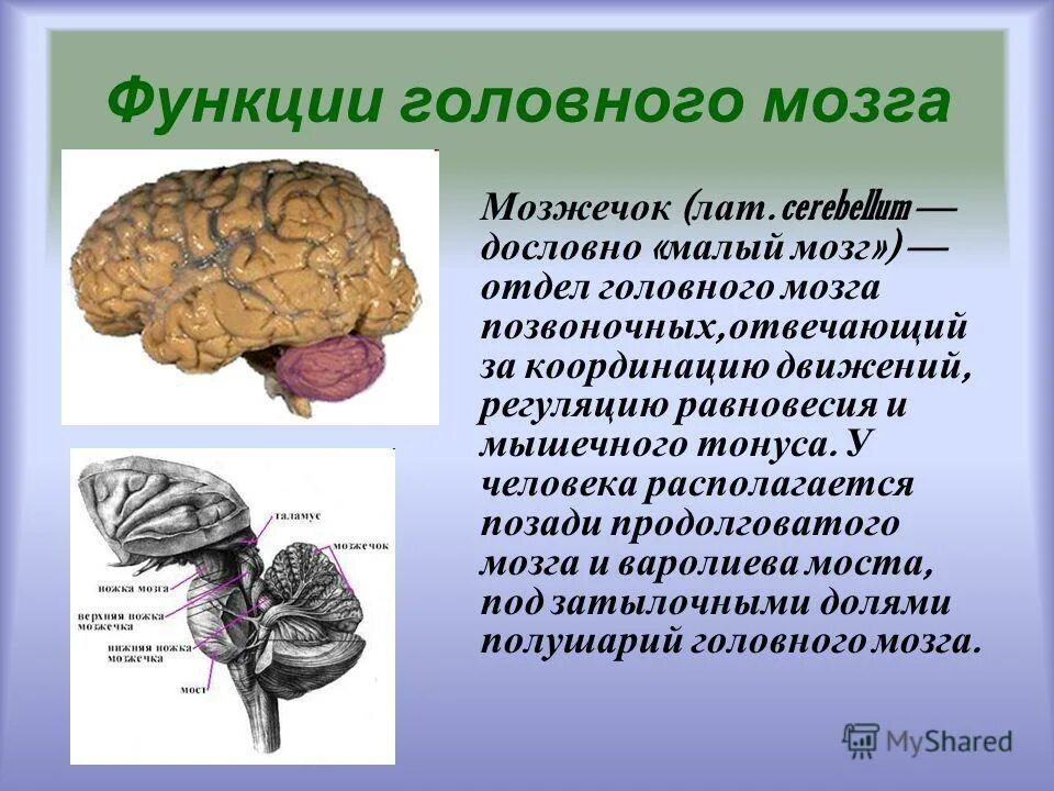 Отдел головного мозга обеспечивающий координацию движений