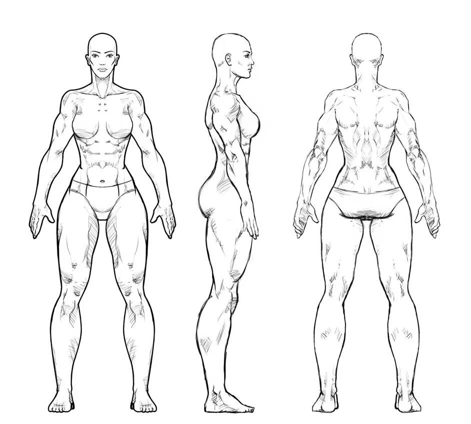 Мужская анатомия референс телосложения. Анатомия фигура человека референс. Эскиз тела. Анатомия мужского тела для рисования. Референс фигура