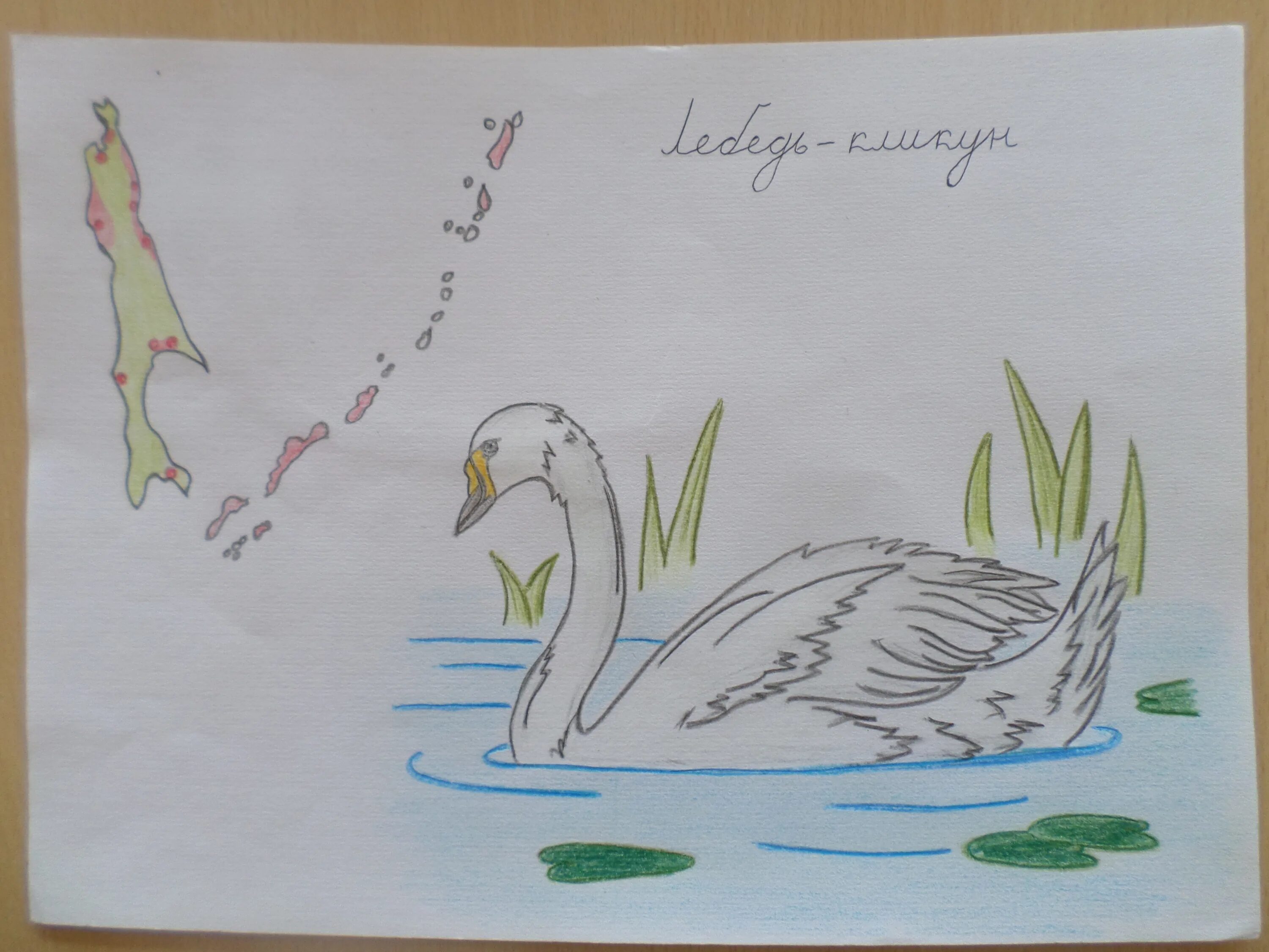 Лебедь-кликун красная книга рисунок. Лебедь в зоопарке Заболоцкий. Лебедь рисунок карандашом. Лебедь рисунок карандашом для срисовки. Н а заболоцкий лебедь в зоопарке