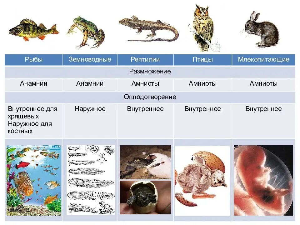 Млекопитающие и пресмыкающиеся и земноводные. Млекопитающие рептилии птицы рыбы. Амфибии млекопитающие рептилии рыбы птицы. Земноводные птицы млекопитающие.