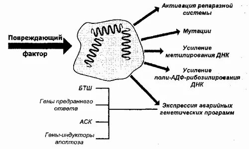 Белок теплового шока хламидий