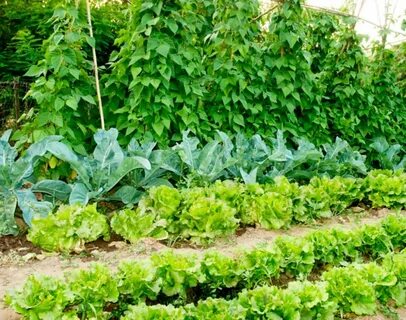 Что лучше посадить рядом с огурцами