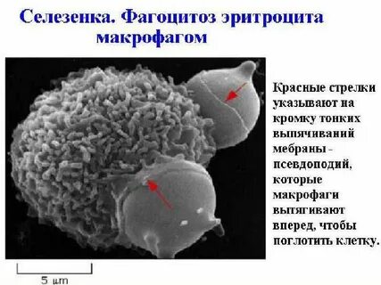 Макрофаги селезенки