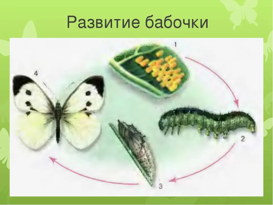 Бабочка капустница полное превращение