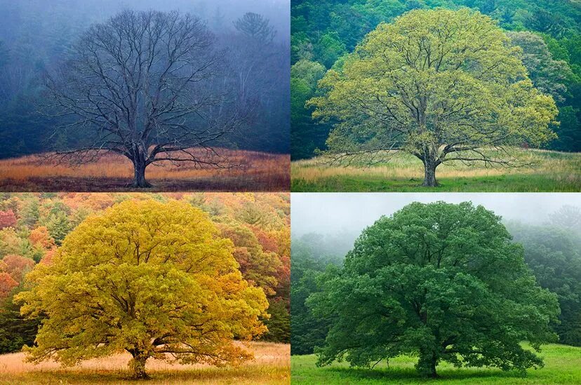 Времена года на дереве. Дерево лето осень. Пейзаж по временам года. 4 seasons of the year