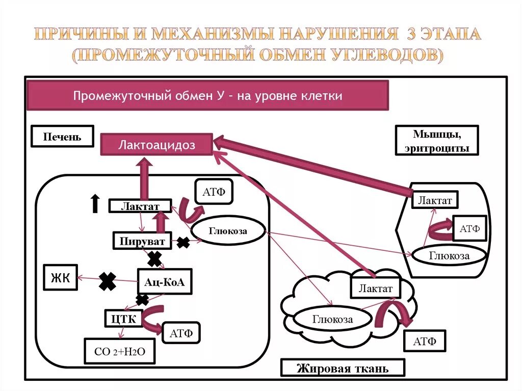 Нарушение промежуточного обмена углеводов. Этапы обмена углеводов. Этапы углеводного обмена схема. Обмен углеводов физиология схема. Как происходит обмен углеводов