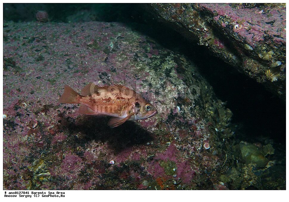 Рыбы баренцева моря фото и названия KOLA FISH рыбалка на Кольском п-ве: записи сообщества ВКонтакте