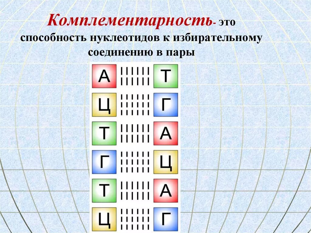 Комплементарность. Комплементарность нуклеотидов. Комплементарность нуклеотидов ДНК. Таблица комплементарности.