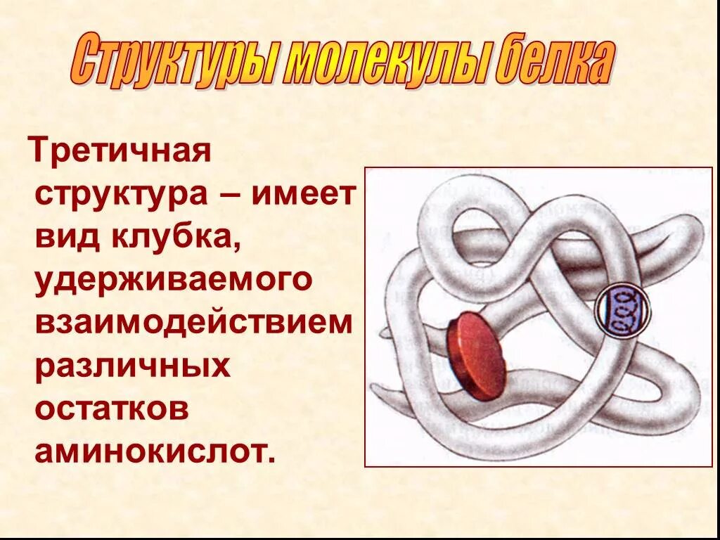 Белки 11 класс биология. Третичная структура белка это структура. Строение третичной структуры молекулы белка. Третичная структура белка функции. Третичная стуктурабелковых молекул.