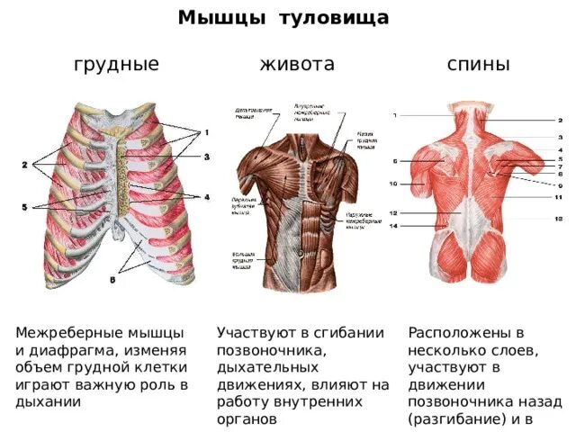 Мышечная система диафрагма. Мышцы туловища спереди расположение. Мышцы груди и живота вид спереди. Мышцы туловища спереди анатомия. Мышцы человека со спины и спереди.