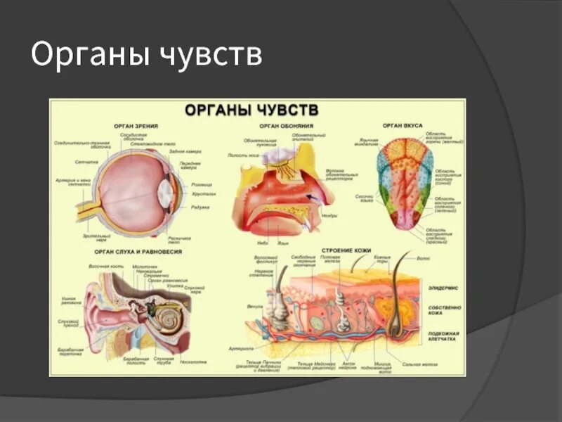 Органы чувств. Строение органов чувств. Система органов чувств человека. Органы чувств анатомия.