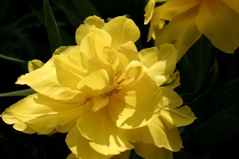 ирис сибирский 'claret cup'. эвиона цветок. ванда шарлотта цветок. эгоистичный цветок 7 букв. ирис сибирский эгоист.