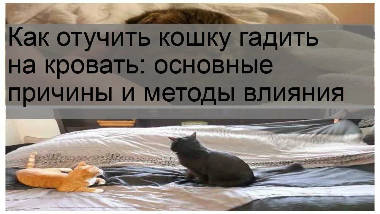 Кошка гадит на кровать что делать. Отучить кошку гадить на кровать. Котенок нагадил на кровать. Как отучить кошку гадить на постель. Как отучить котёнка гадить на кровать.