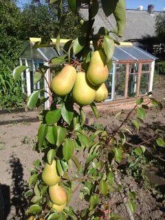 Груша чижовская описание отзывы садоводов урожайность характеристика