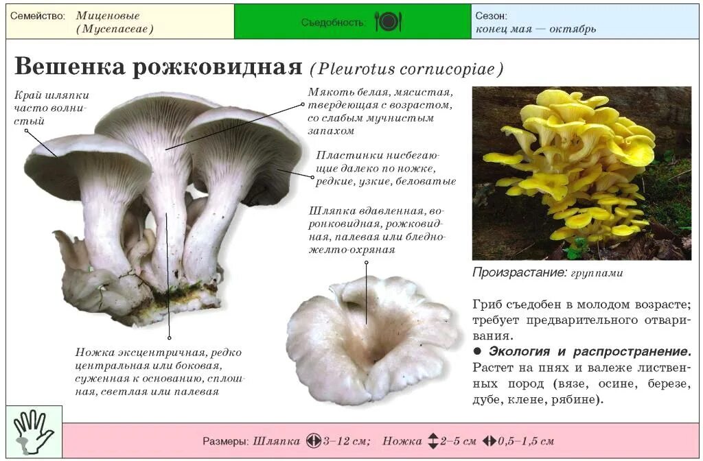 Характеристика искусственно выращиваемых съедобных грибов. Вешенка рожковидная Лесная. Вешенки грибы ядовитые и съедобные. Вешенка гриб двойники ядовитые. Строение гриба вешенка.