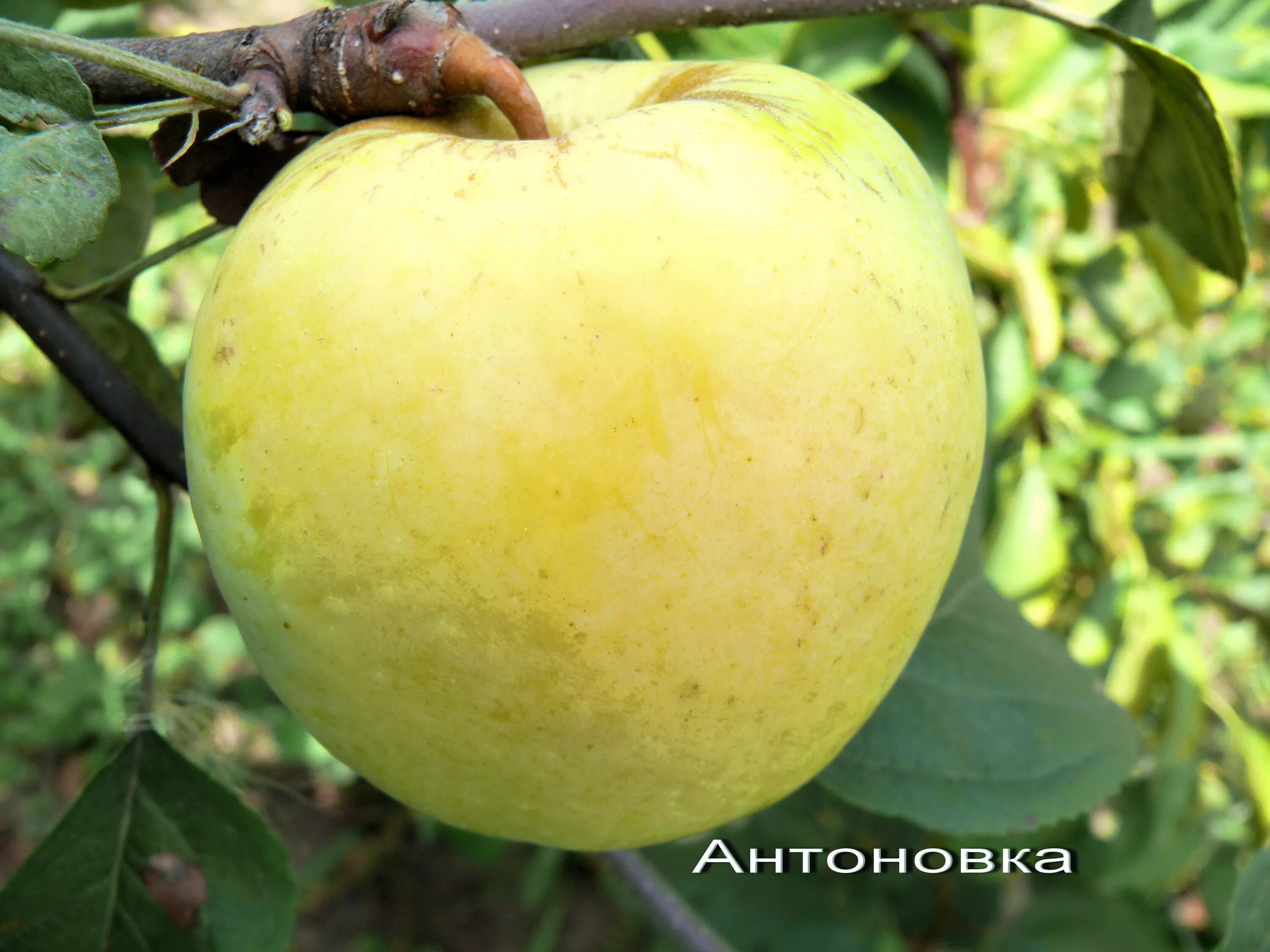 Яблоня сорт антоновка фото. Сорт яблони Антоновка. Яблоня Антоновка полуторафунтовая. Антоновка сорт полуторафунтовая. Яблоня штамбовая "Антоновка".