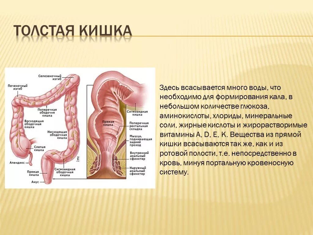 Включает в себя слепую кишку