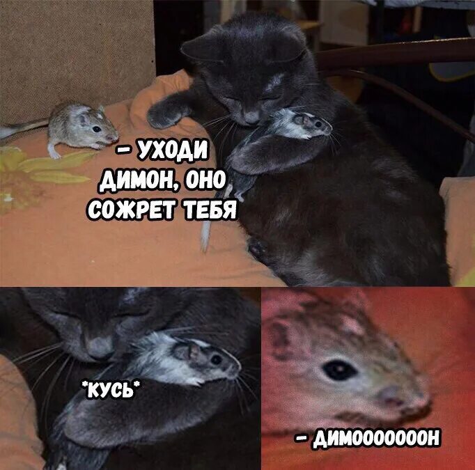 Кот димон