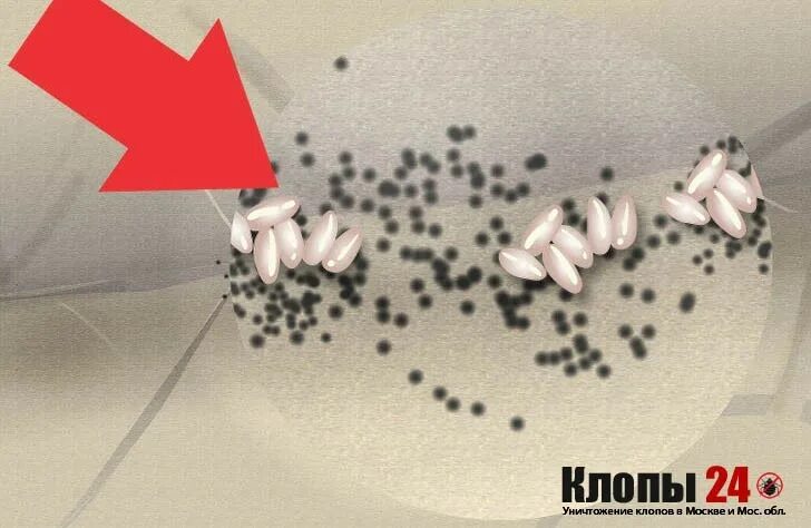 Какие следы оставляют клопы. Черные точки на постельном белье. Какие следы оставляют клопы. Следы на постели от клопов. Какие следы оставляют клопы.