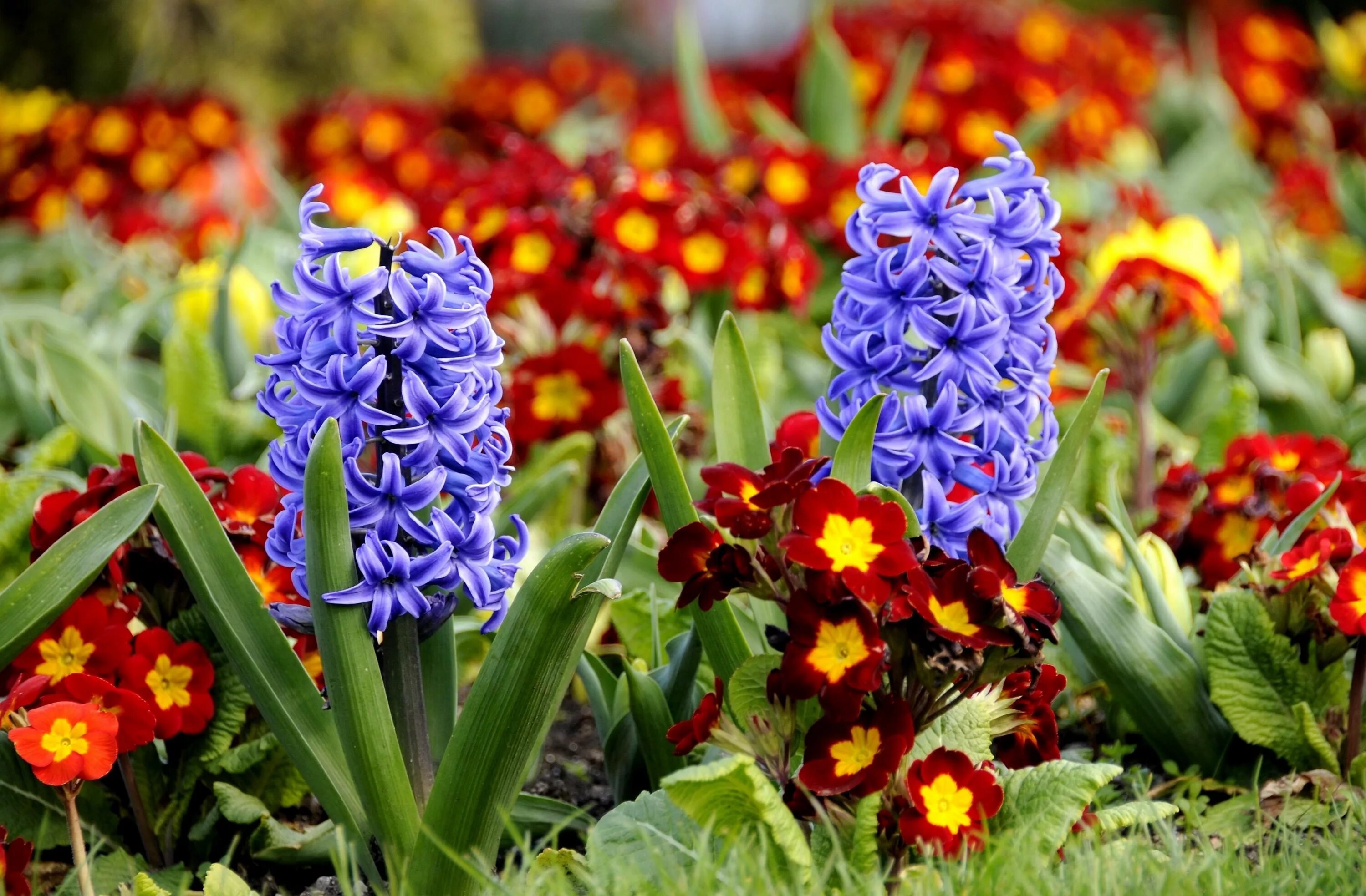 Самые ранние цветы фото. Примулы и гиацинты. Первоцветы гиацинт. Весенние первоцветы гиацинт. Весенние цветы луковичные гиацинт.