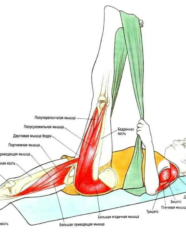 Ноги и мышцы все время. Растяжка четырехглавой мышцы. Растяжка длинной малоберцовой мышцы. Мышцы сгибатели тазобедренного сустава. Мышцы разгибатели коленного сустава.