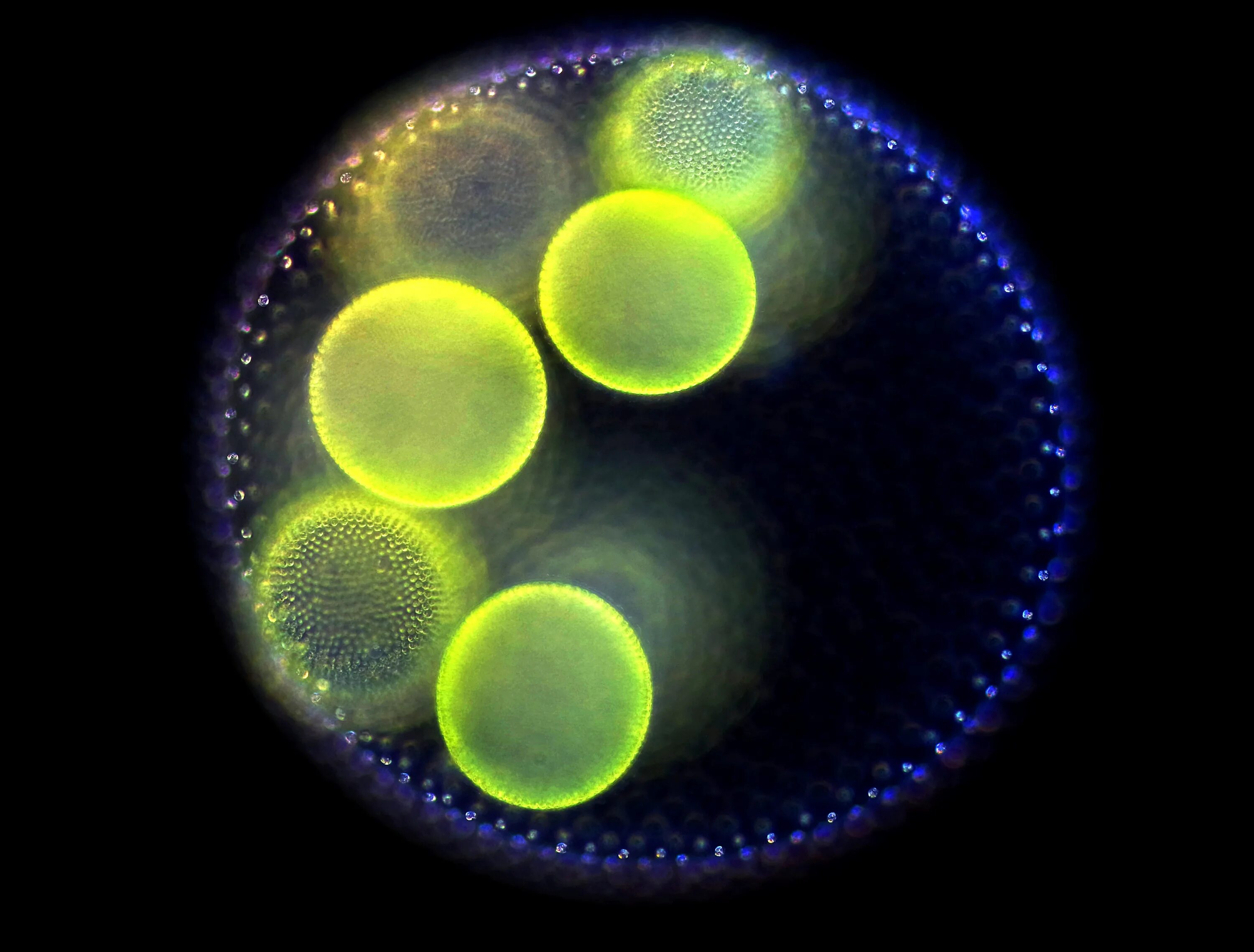 Колониальный вольвокс. Вольвокс золотистый планктон. Колония вольвокса под микроскопом. Вольвокс водоросль. Организм вольвокс