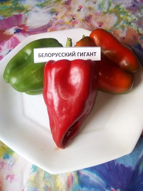Перец вишневый гигант. Перец белорусский гигант. перец японский великан. перец гигант темно вишневый. перец белорусский гигант описание сорта.