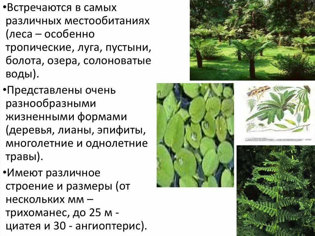 Строение и распространение древних папоротниковидных изучает наука. Строение и распространение древних папоротниковидных изучает наука