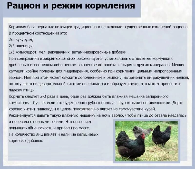 Куры клюют траву. Лебеда цыплятам. Кормить кур-несушек. Зелень для кур несушек. Опишите технологию кормления кур несушек.