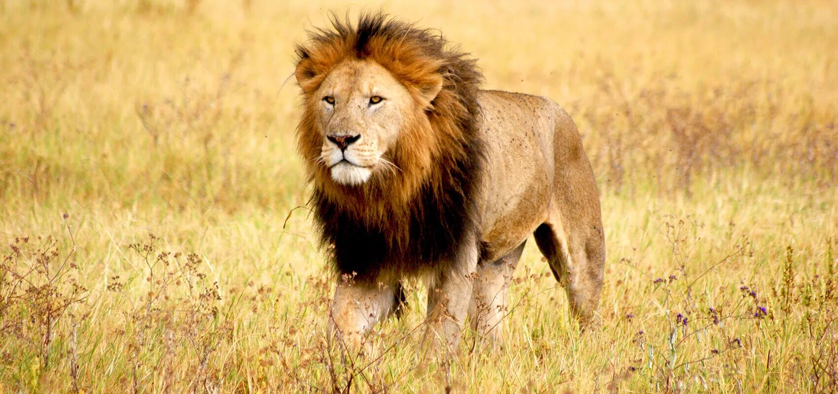 Рассказ про льва. Доклад про льва. Описание льва. Лев 3 класс. Лев 3 класс.