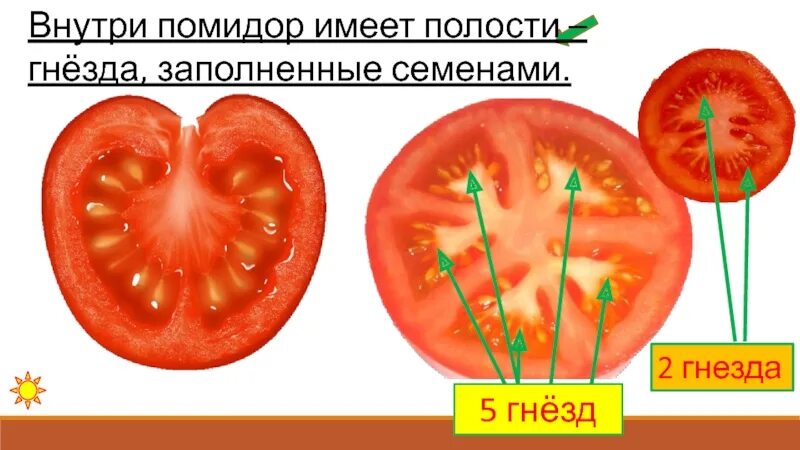 Строение семени томата. Строение семени помидора. Помидор семена строения. Структуры семени томата. Внутреннее строение томата