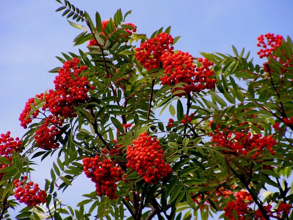 Рябина дерево купить. Рябина обыкновенная Sorbus aucuparia. Рябина обыкновенная с10. Рябина (Sorbus). Рябина похуашаньская.