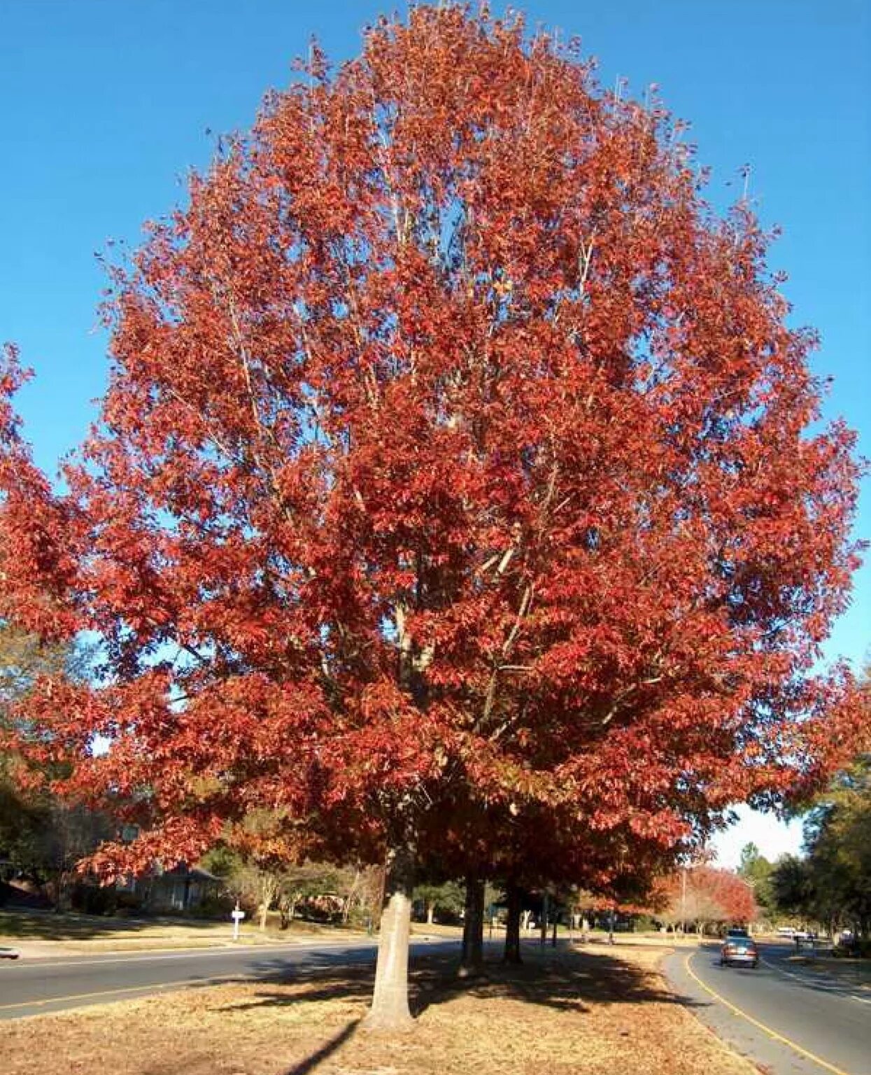 Дуб красный quercus rubra. Дуб красный ауреа. Дуб красный листья. Клен остролистный royal red. Канзас дуб красный.