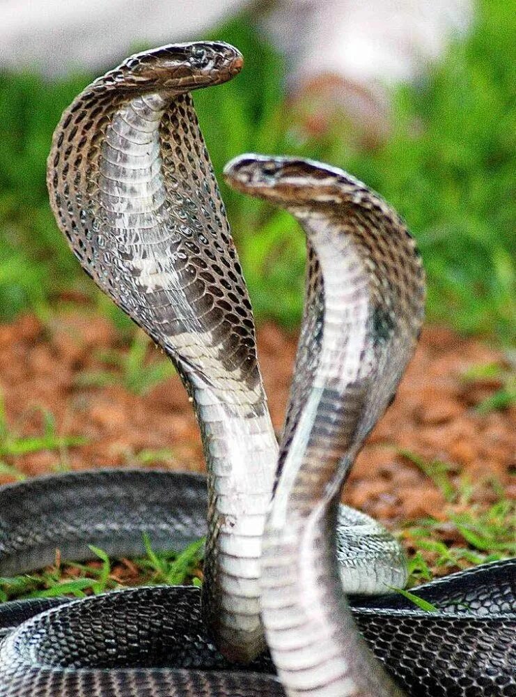 Cobra c. Королевская Кобра гамадриад. Кобра укус королевской кобры. Белая Королевская Кобра. Змея Кобра Королевская.