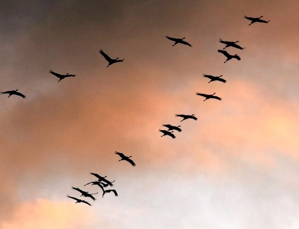 Птицы в небе. Чайки в небе. Маленькие птички в небе. Орел парящий в небе. Журавлиный клин расул гамзатов.