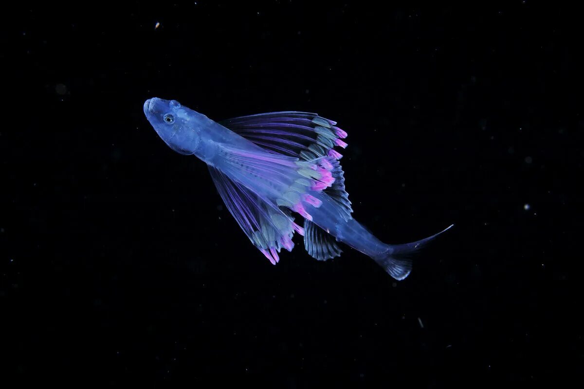 Светящийся орган. Биолюминесценция удильщик. Люминесцентные глубоководные рыбы. Bathypterois grallator. Рыба-тренога (Bathypterois grallator).
