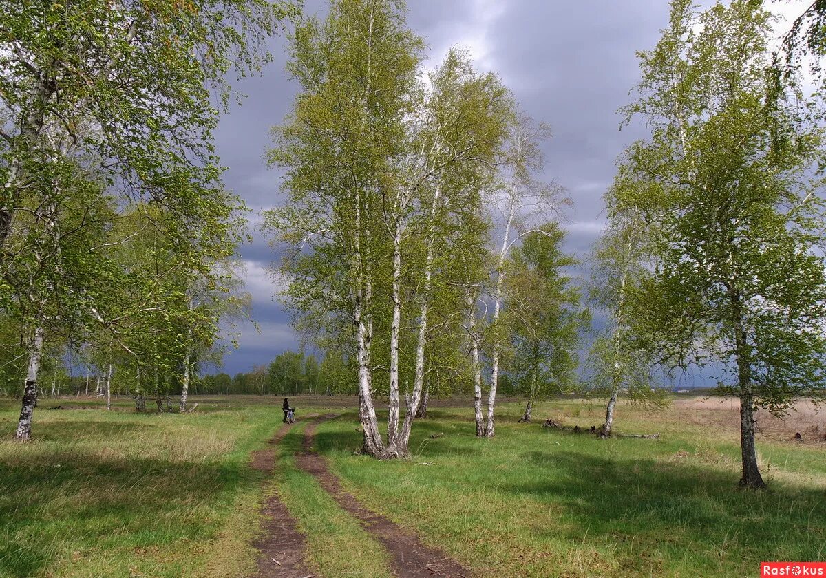 Две березки у дороги минус