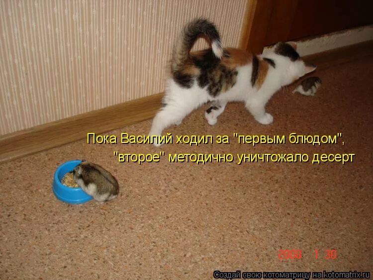 Я пока ходить не буду. Не ходи на работу там тебя ждут неприятности. Не ходи тебя там ждут неприятности. Котенок гав неприятности ждут. Смешные животные картинки с надписями.